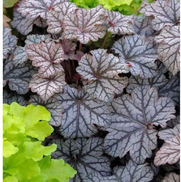 Heuchera villosa Purpurglöckchen Pinot Gris in der Farbe Gris und Purple als mehrjährige Gartenpflanze - Bild 1