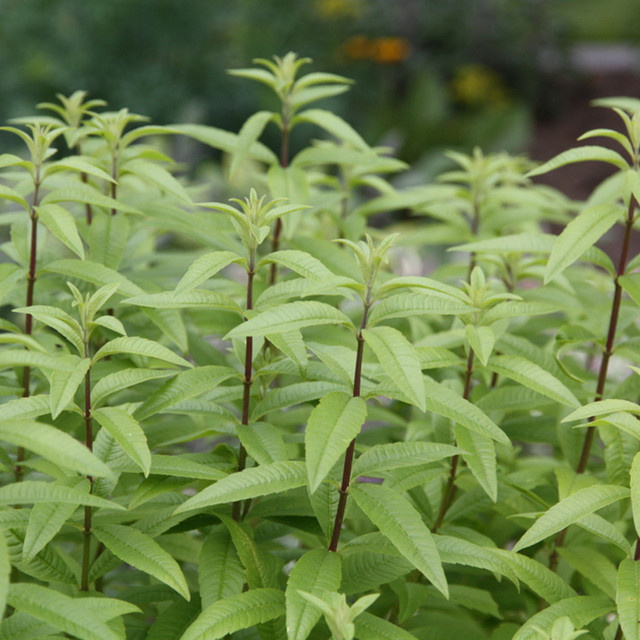 Blu Bio Zitronenverbene Aloysia im Topf mit Ø ca. 12 cm - Bild 2