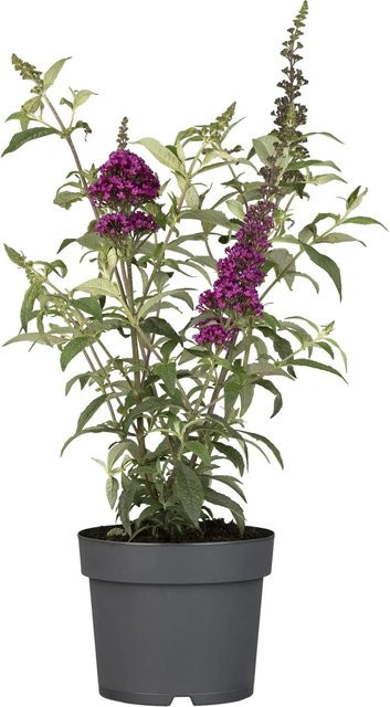 Sommerflieder Buddleja davidii Summer Teens & Kids von GROW by OBI, Höhe: 30 - 40 cm - Bild 1