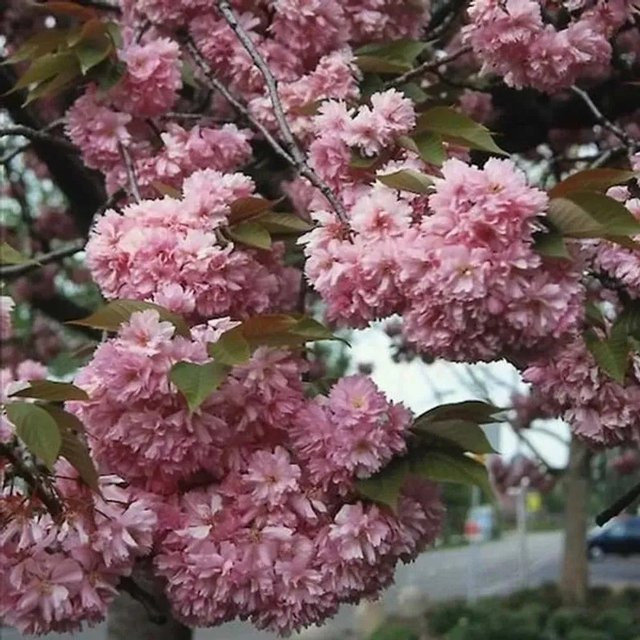 Japanische Nelkenkirsche Kanzan Prunus serrulata als Ziergehölz in Rosa/Pink, Höhe: 100-125 cm - Bild 1