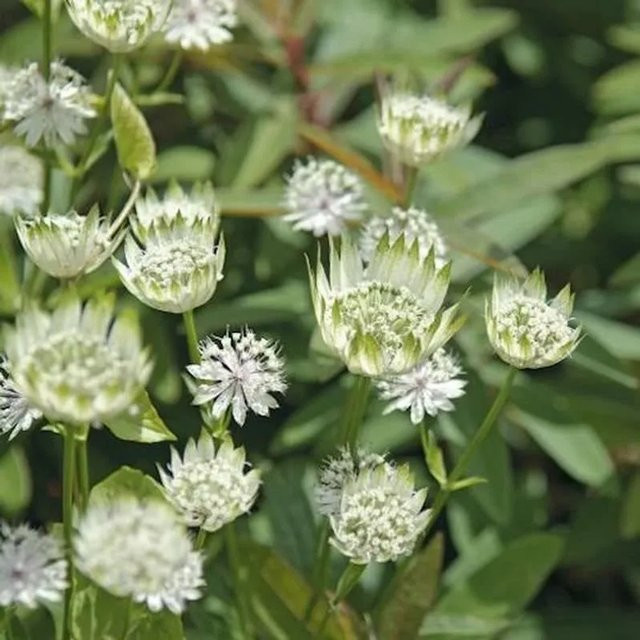 Astrantia major Sterndolde als mehrjährige Pflanze für den Freilandgarten von Nr-01.de - Bild 1