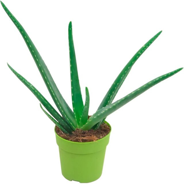 GROW by OBI Aloe Vera Zimmerpflanze, grün, Höhe: 15 - 20 cm, Topf-Ø: 12 cm - Bild 1
