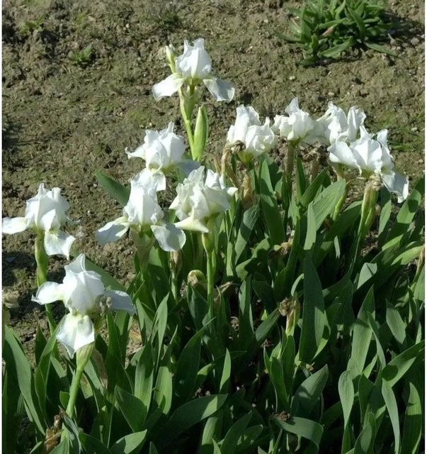 Zwergschwertlilie Lilly White Iris barbata nana als weiße Beetpflanze für Steingärten - Bild 1