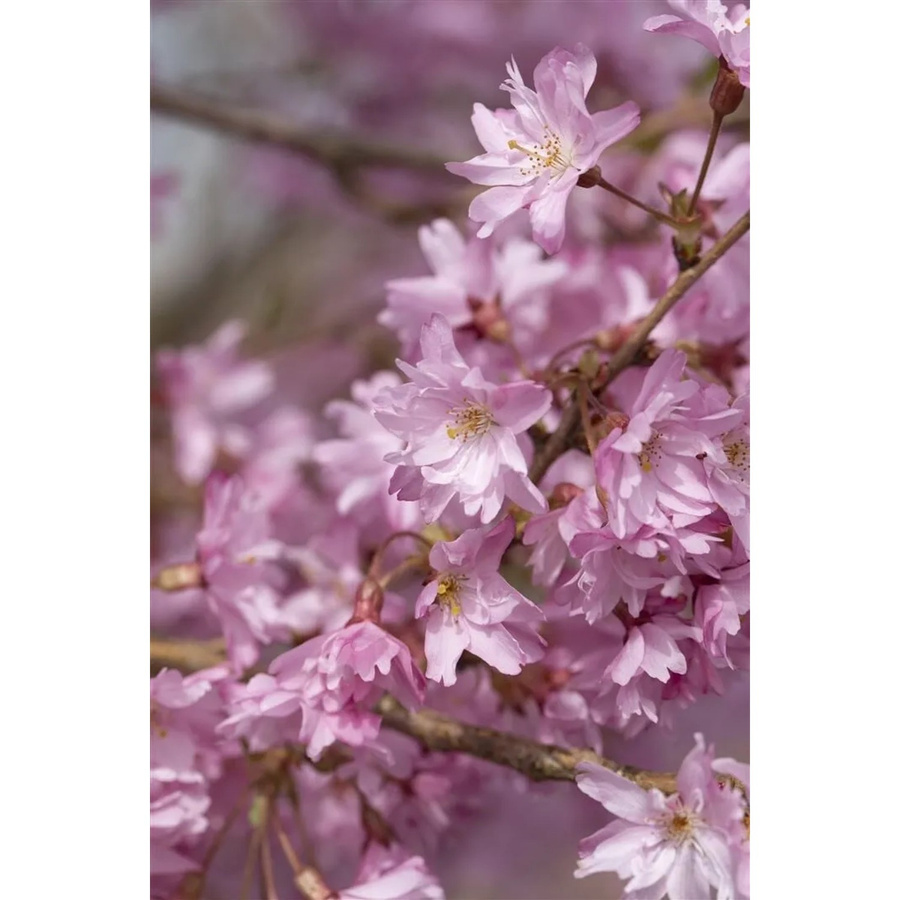 Winterkirsche Prunus Subhirtella Autumnalis mit zartrosa Blüten, Pflanzen für dich, Höhe: 100–150 cm - Bild 2