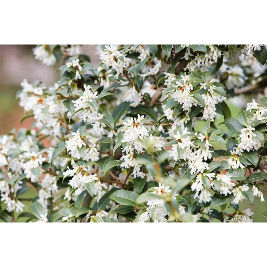 Osmanthus Burkwoodii Immergrüne Duftblüte von Pflanzen für dich, Höhe: 40–60 cm - Bild 2