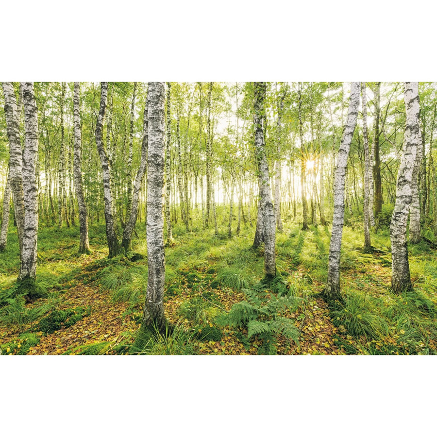 Komar Fototapete Vlies Birch Trees B: 400 cm, H: 250 cm - Bild 2