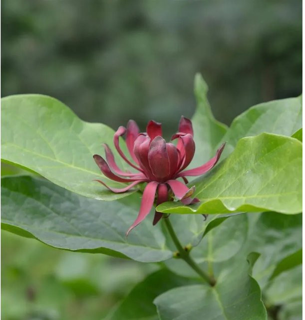 Calycanthus floridus Gewürzstrauch, Höhe: 40-60 cm - Bild 1