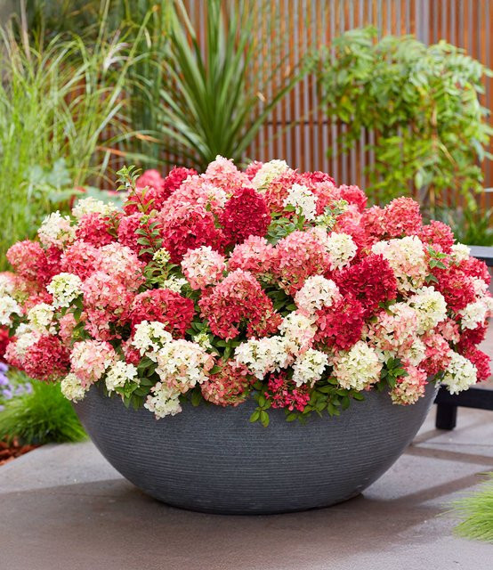 Niedrige Hortensie Groundbreaker Ruby - Bild 1