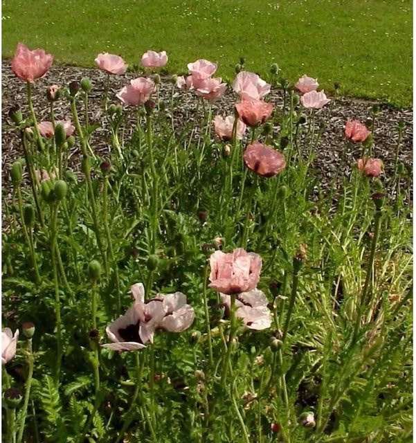 Türkischer Mohn Princess Victoria Louise Papaver orientale in Pink als mehrjährige Gartenpflanze - Bild 1