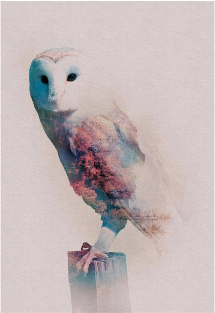 Komar Wandbild Animals Forest Owl in Multicolor, Breite: 50 cm, Höhe: 70 cm - Bild 1