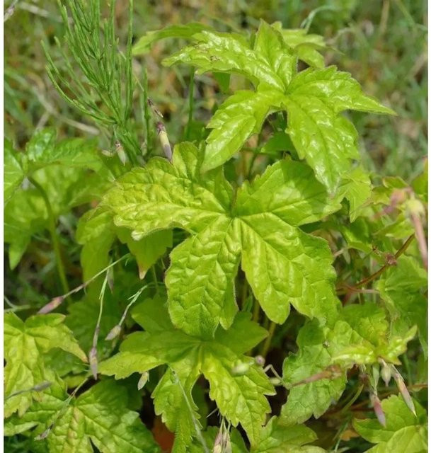 Geranium nodosum Clos du Coudray Knotiger Schatten Storchschnabel als mehrjährige Beetpflanze für Steingärten und Gehölzränder, Grün - Bild 1