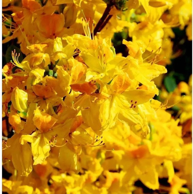 Rhododendron luteum Azalee Goldpracht in Gelb, Höhe: 60-80 cm - Bild 1