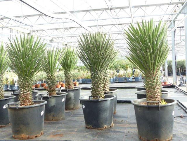 Yucca Filifera Palme von Tambasi, Grün, Höhe: 90 cm, Stamm: 20 - 30 cm, winterhart - Bild 1