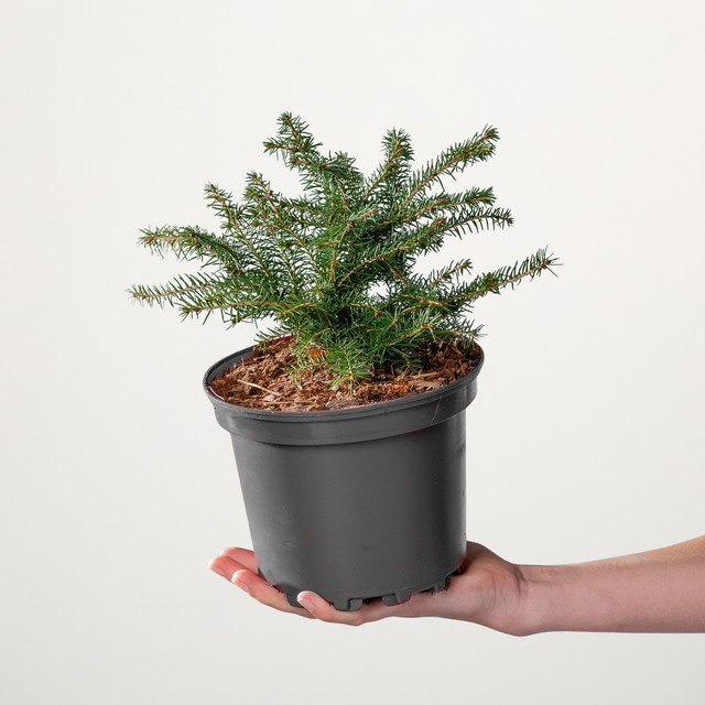 Nestfichte Nidiformis Picea abies von BLUME2000 - Bild 1