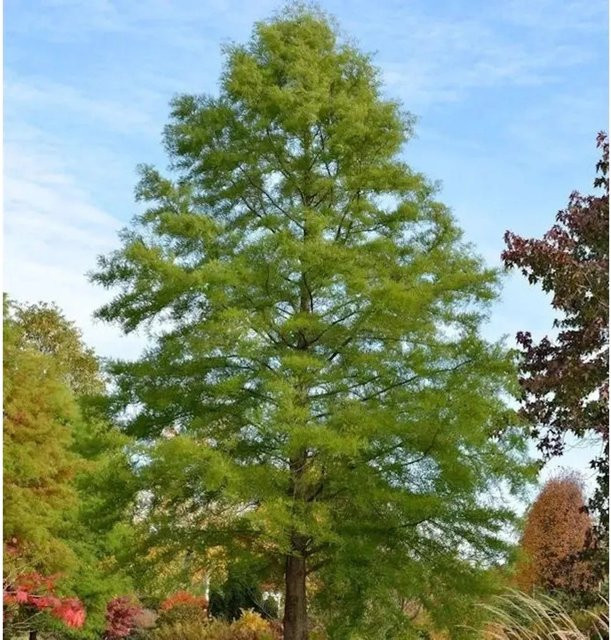 Sumpfzypresse Taxodium distichum bläulichgrün, Höhe: 80-100 cm - Bild 1