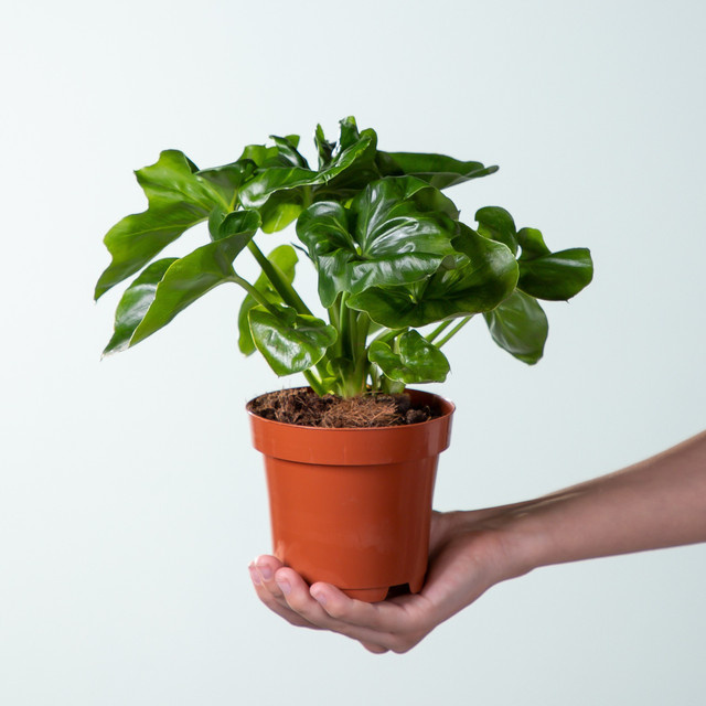 Philodendron bipinnatifidum von BLUME2000, grüne kletternde Zimmerpflanze mit herzförmigen Blättern - Bild 1