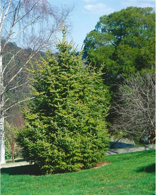 Picea Abies Aurea Gemeine Fichte Goldgelb Koniferenbaum für deinen Garten 50–60 cm - Bild 1