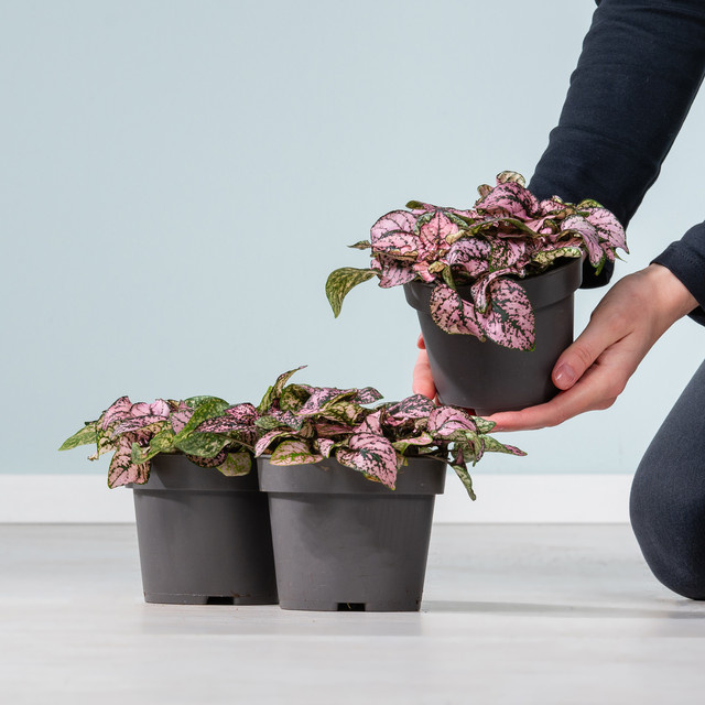 Hypoestes rosa Set von BLUME2000 in Pink, Lightpink, Green und Multicolour, 3 Stück, gesprenkelt - Bild 1