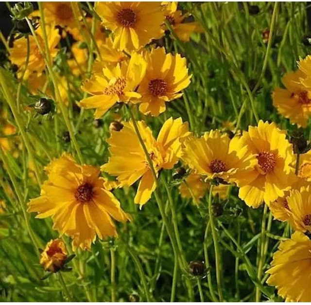 Coreopsis grandiflora Mädchenauge Schnittgold gelbe mehrjährige Beet- und Schnittpflanze - Bild 1