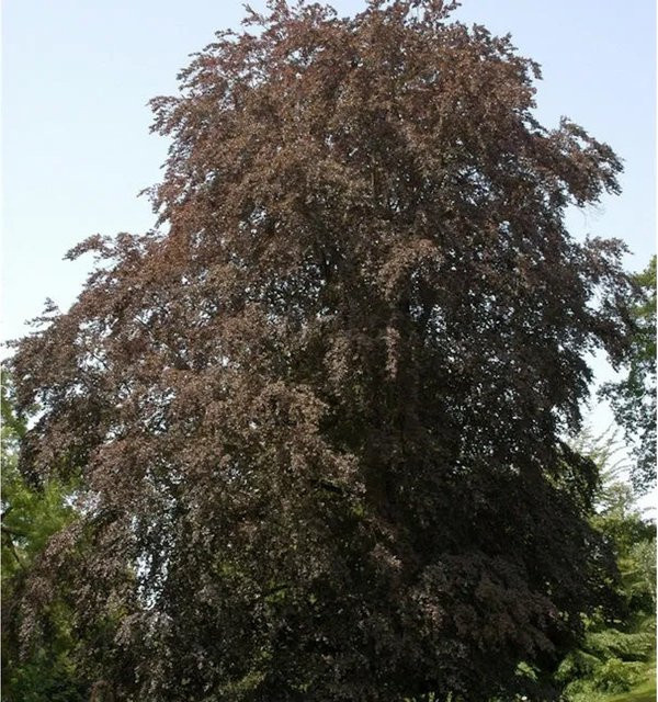 Blutbuche Fagus sylvatica als Heckenpflanze in Rot und Purpur, Höhe: 125-150 cm - Bild 1