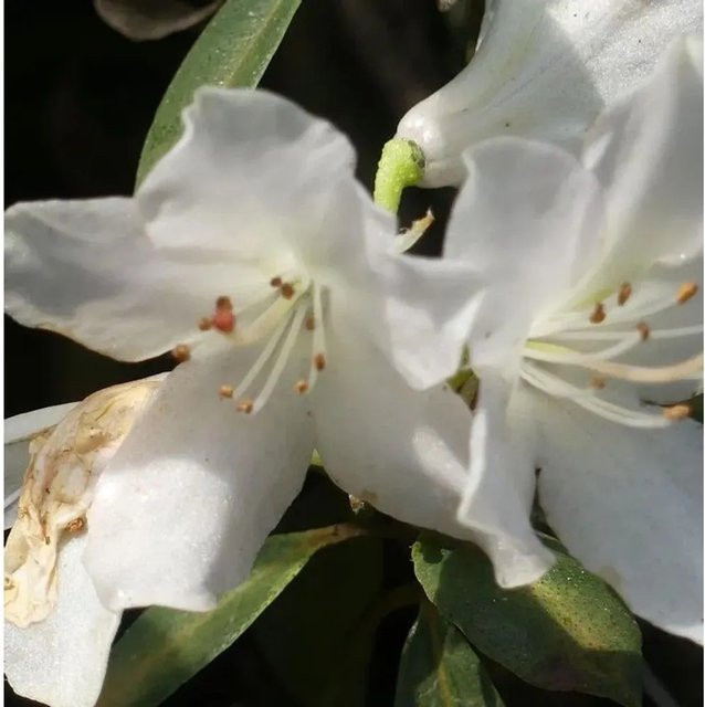 Rhododendron wongii Strauch in Gelb und Grüngelb von Die Nr-01.de, Höhe: 25-30 cm - Bild 1