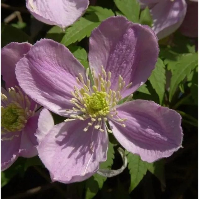 Clematis montana Tetrarose Berg Waldrebe Kletterpflanze, Höhe: 60-80 cm - Bild 1