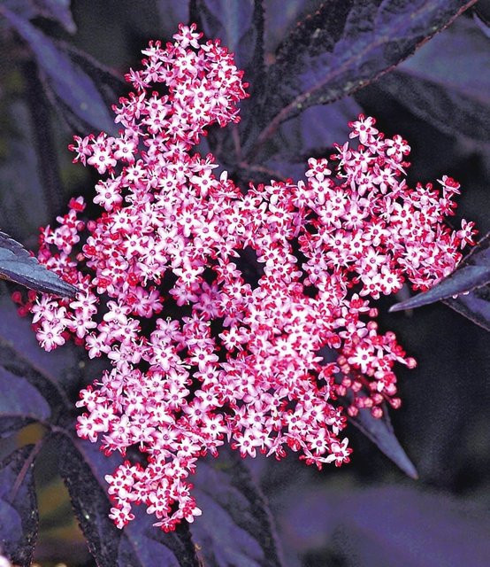 Holunder Sambucus nigra 'Thundercloud' - Bild 1
