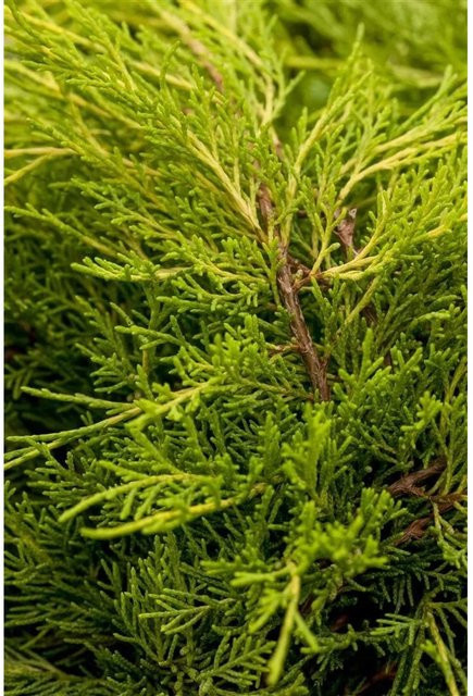 Juniperus Media Old Gold Wacholder Goldgelb als Zierstrauch und Heckenpflanze, Höhe: 60–80 cm - Bild 1