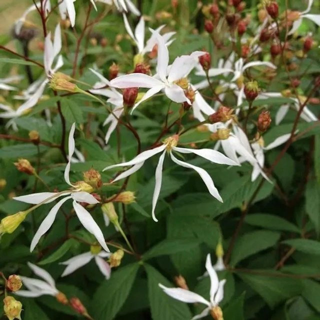 Gillenia trifoliata Dreiblattspiere Bodendecker für den Garten - Bild 1