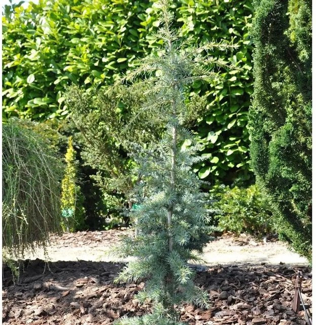 Himalaya-Zeder Cedrus deodara von Karl Fuchs in Blau-grün, Höhe: 60-80 cm - Bild 1