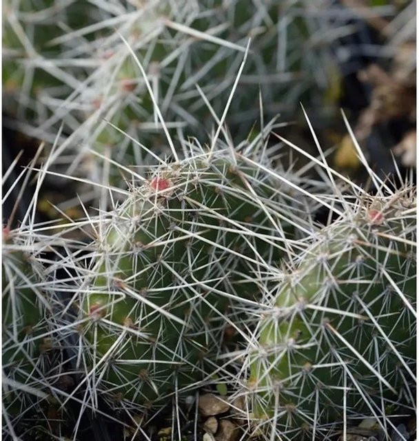 Opuntia polyacantha Feigenkaktus als grüne Sukkulente für dein Zuhause - Bild 1