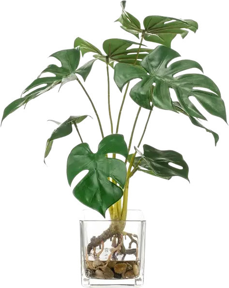Künstliche Monstera Joy von Aplanta, grün, Höhe: 40 cm - Bild 1