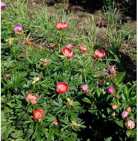 Balkan Pfingstrose Paeonia peregrina pink von Die Nr-01.de als mehrjährige Gartenpflanze