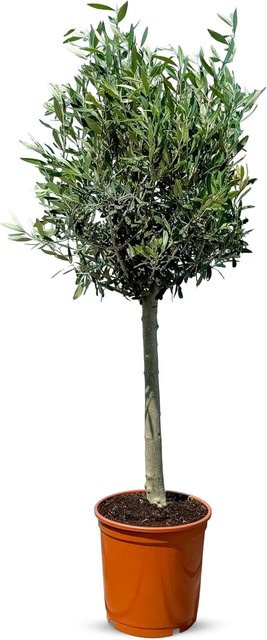 Sunny-Tree Olivenbaum Olea Europea, 10 Jahre alt, Höhe: 100 cm, winterhart bis -18 Grad, fruchtbildender Obstbaum für sonnige Standorte - Bild 1