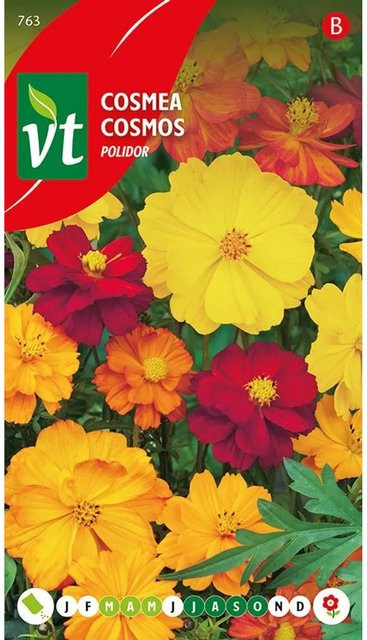 Arborix Cosmea Polidor Saatgut für den Garten, reichblühend, 1 g - Bild 1