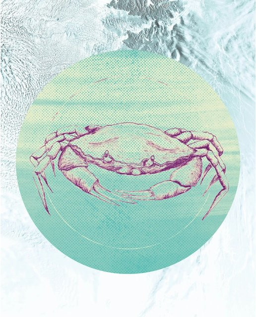 Komar Wandbild Crab Sea, Paper Poster, Multicolor, Breite: 40 cm, Höhe: 50 cm - Bild 1