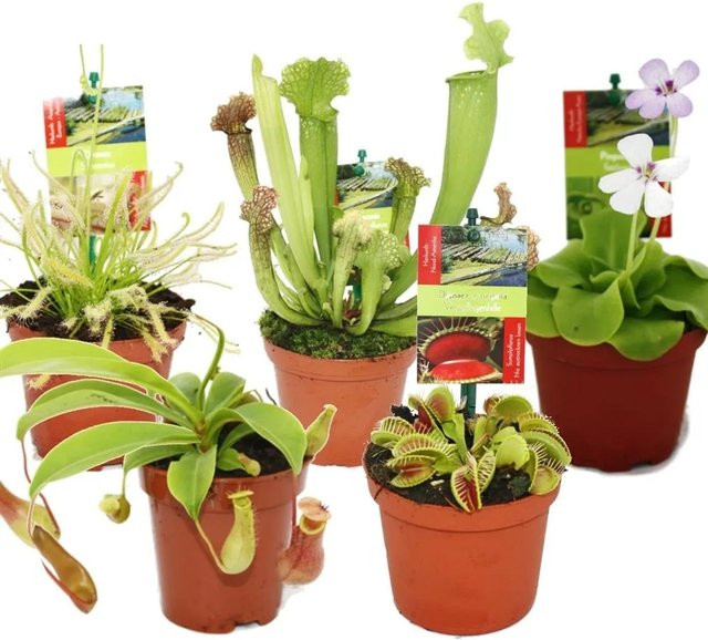 Exotenherz Starter Set mit 5 fleischfressenden Pflanzen für den Innenbereich - Bild 1