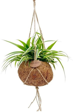 Exotenherz Chlorophytum Grünlilie im Kokodamagefäß zum Hängen, Grün