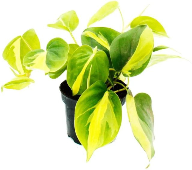 Exotenherz Philodendron Scandens Brasil Kletterpflanze in grünem Topf mit 12 cm Durchmesser - Bild 1