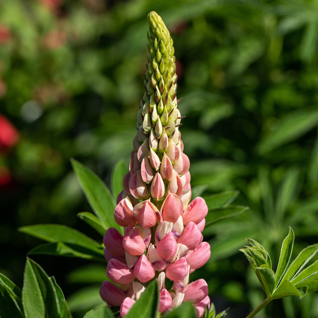 BIO Lupine Gallery Rosa Lupinus polyphyllus Staude von BLUME2000, 3 Stück - Bild 1