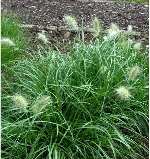Wolliges Federborstengras Pennisetum villosum als mehrjährige Zierpflanze in Grün und Weiß - Bild 1