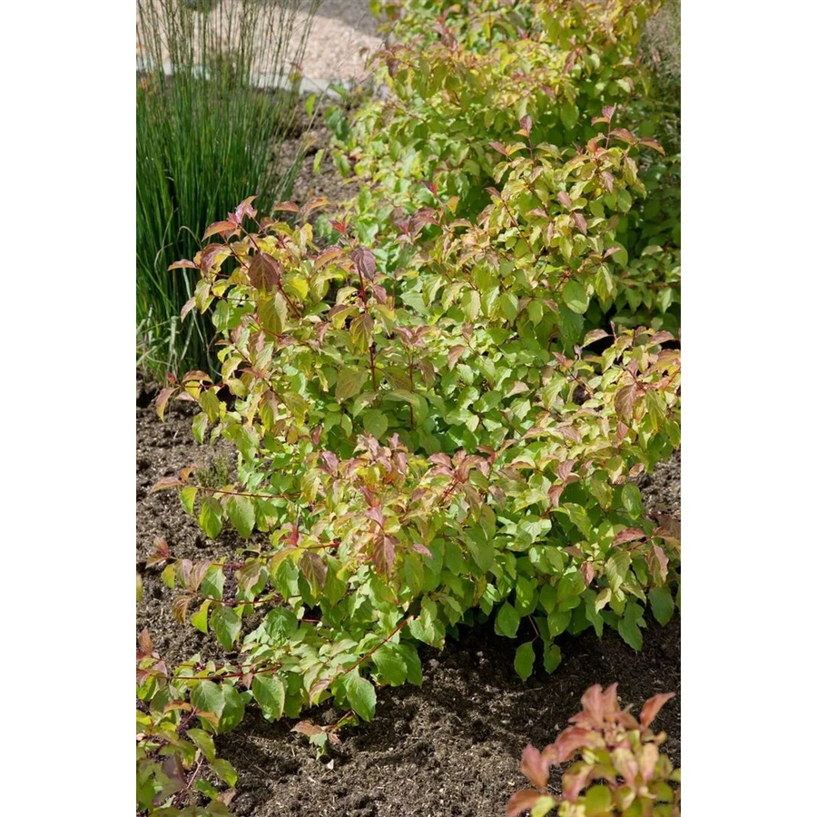 Cornus Sanguinea Midwinter Fire Hartriegel in leuchtendem Orange, Höhe: 100–125 cm - Bild 2