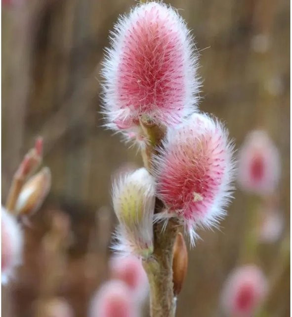 Salix gracilistyla Rote Japanische Kätzchenweide Mount Aso Hochstamm von Nr-01.de, Farbe: Rot und Pink, Höhe: 60-80 cm - Bild 1