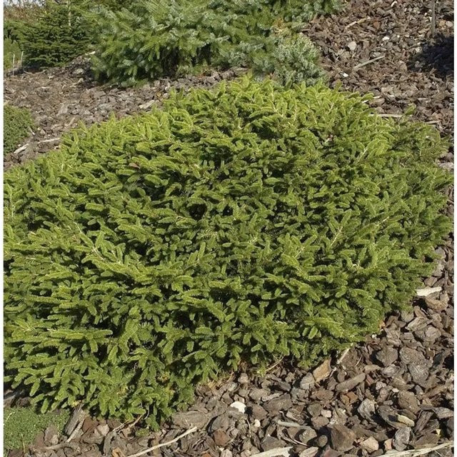 Blaue Pummelfichte Picea abies von Nr-01.de in Blau und Grün, Höhe: 50-60 cm - Bild 1