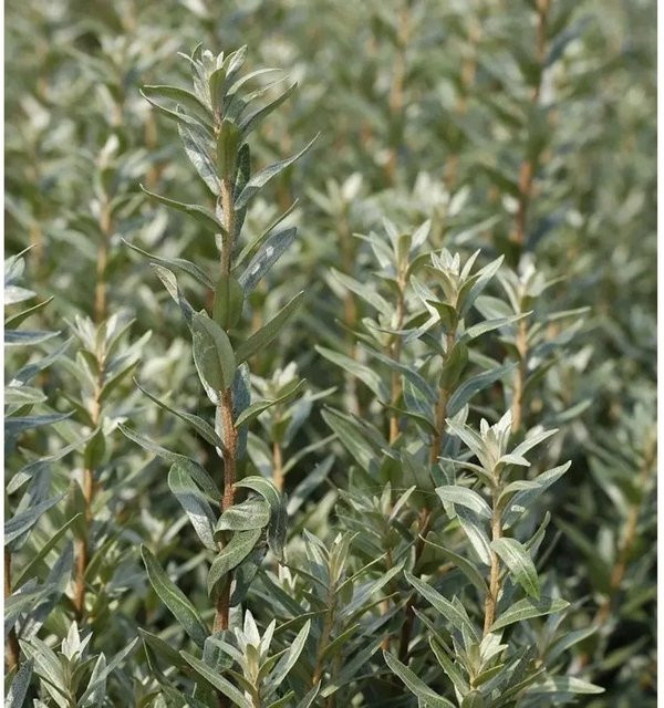 Sanddorn Hikul Hippophae rhamnoides Strauch in Grün, Höhe: 30-40 cm - Bild 1