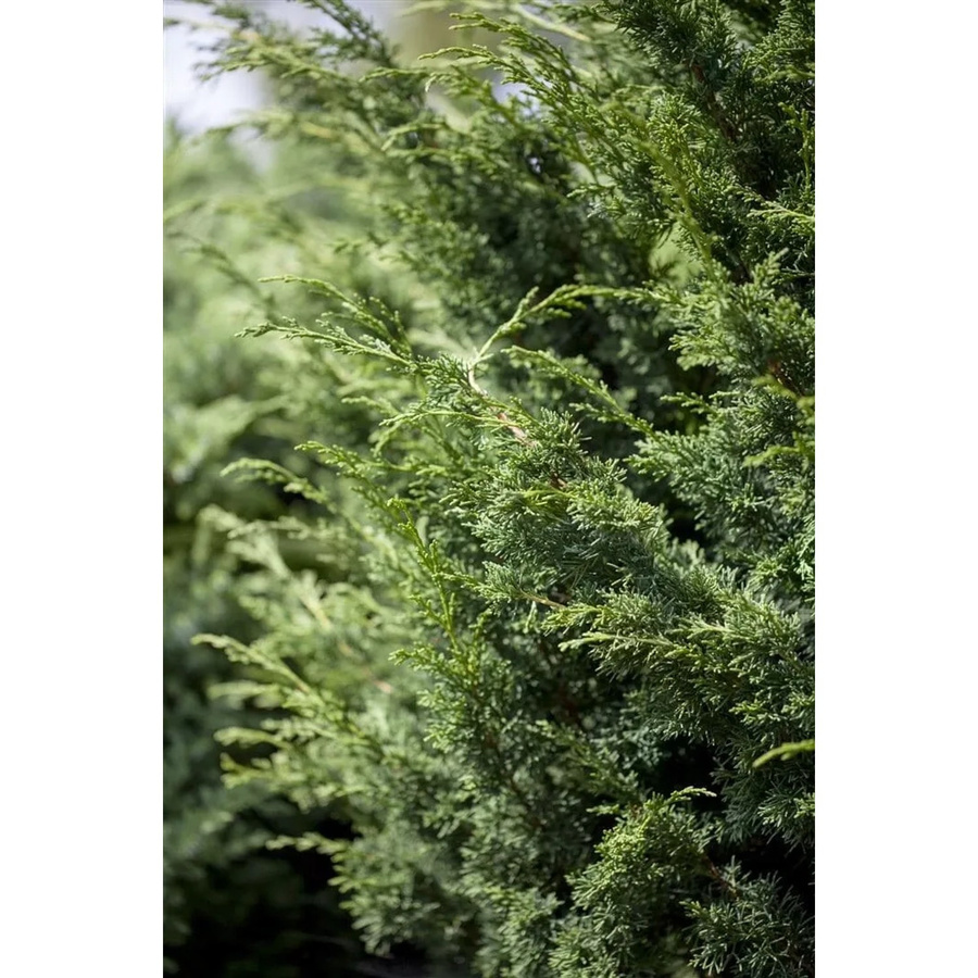 Juniperus Virginiana Canaertii Virginischer Wacholder als grüne Heckenpflanze und Nadelgehölz, Höhe: 100–125 cm - Bild 2