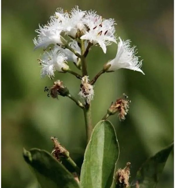 Menyanthes trifoliata Bitterklee Fieberklee als Wasserpflanze für sumpfige Uferzonen - Bild 1