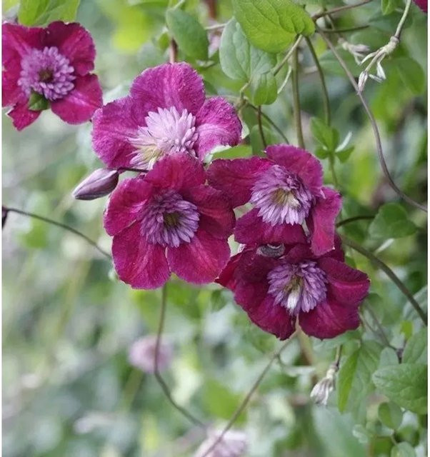 Clematis Waldrebe Avant-garde Kletterpflanze in Rot, Pink und Violett, Höhe: 60-80 cm - Bild 1