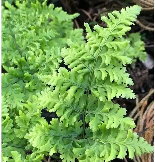 Breitwedeldornfarn Dryopteris austriaca Cr. Whiteside im Topf, grün, mehrjährig - Bild 1