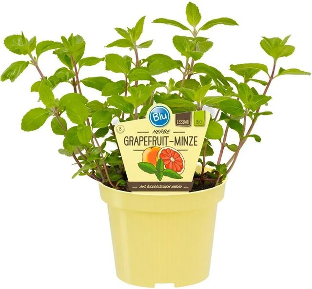 Blu Grapefruitminze Mentha als Topfpflanze mit Ø ca. 12 cm - Bild 1